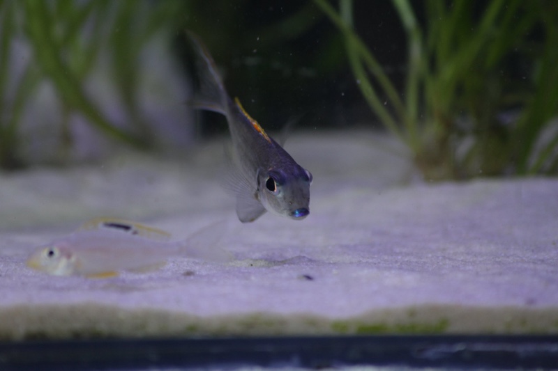 Xenotilapia nigrolabiata 'Chituta Bay'